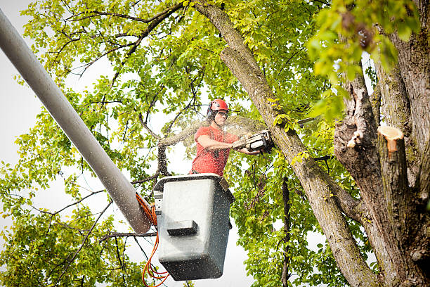 Reliable Logan, IA Tree Service Solutions